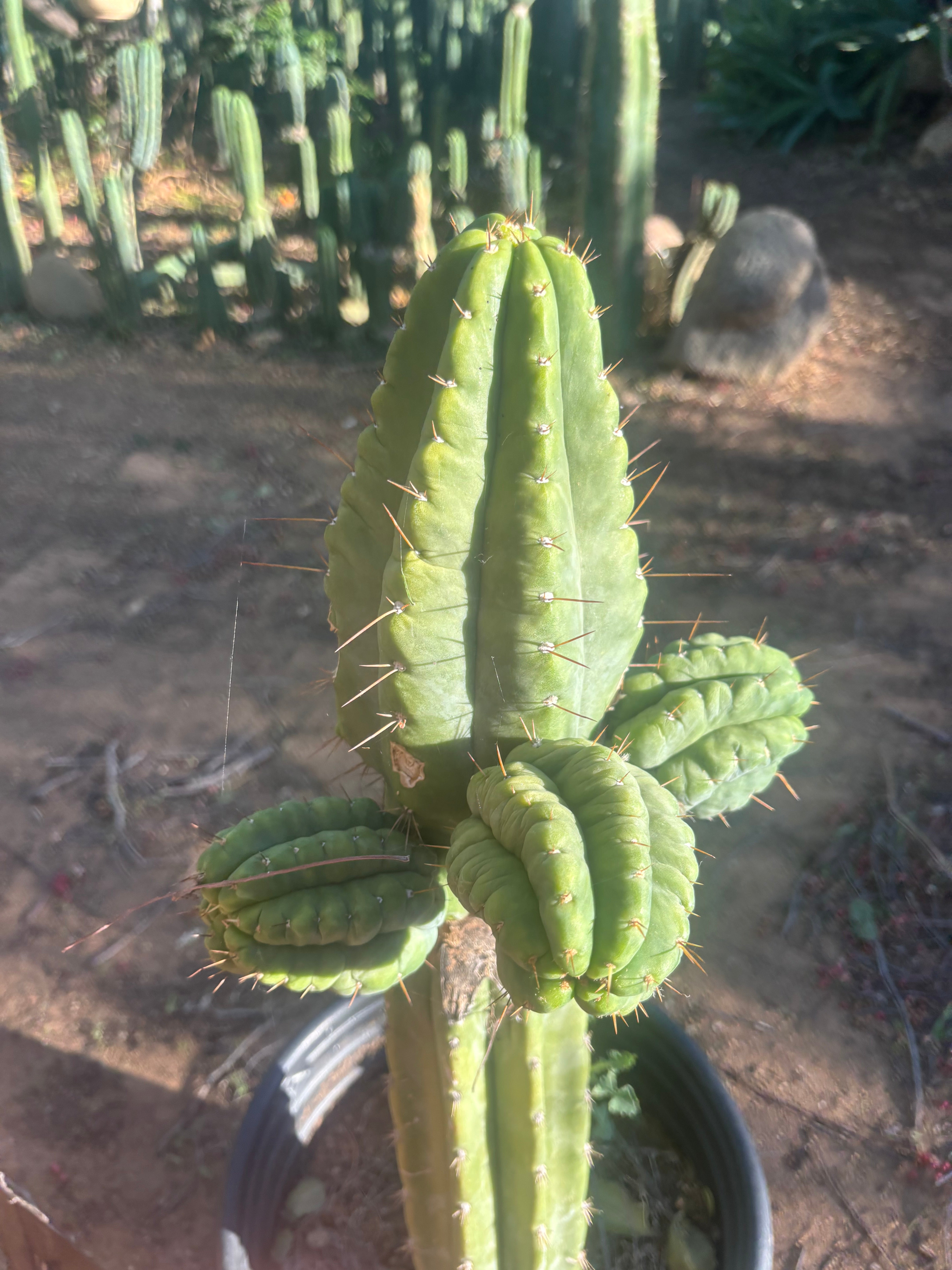💎👑💎 Havran — Biggest Rooted Graft Ever!