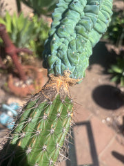 👑💎 Glorp — XL Graft with 5 Pups
