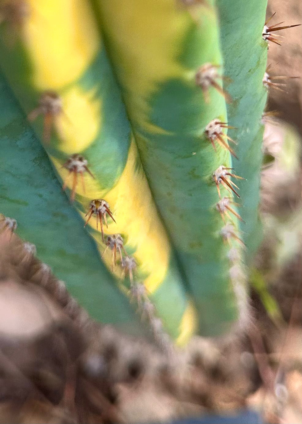 👑 Variegated Pachanoi — 9” Tip