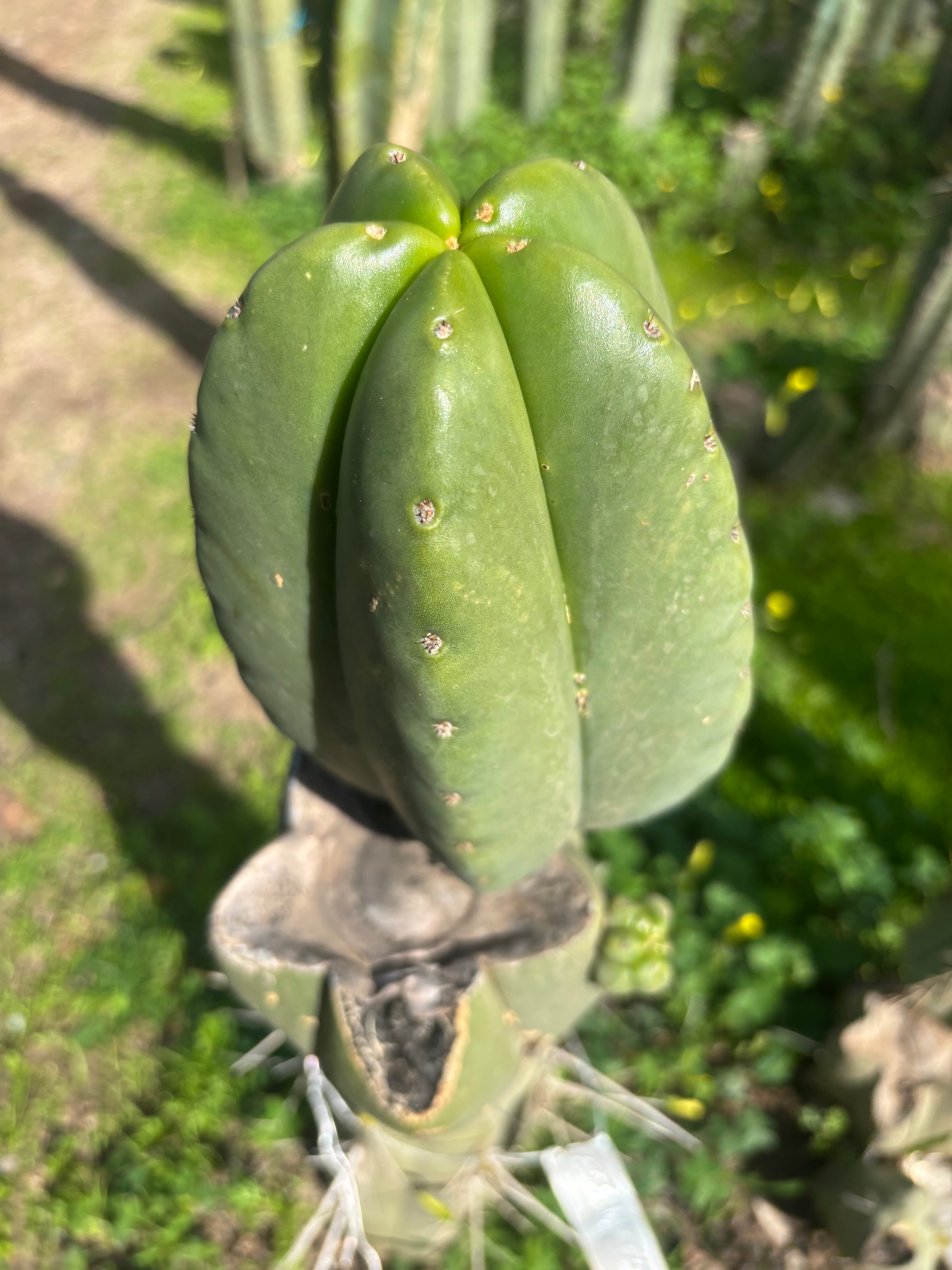 💎 Hulk x Zed MELON