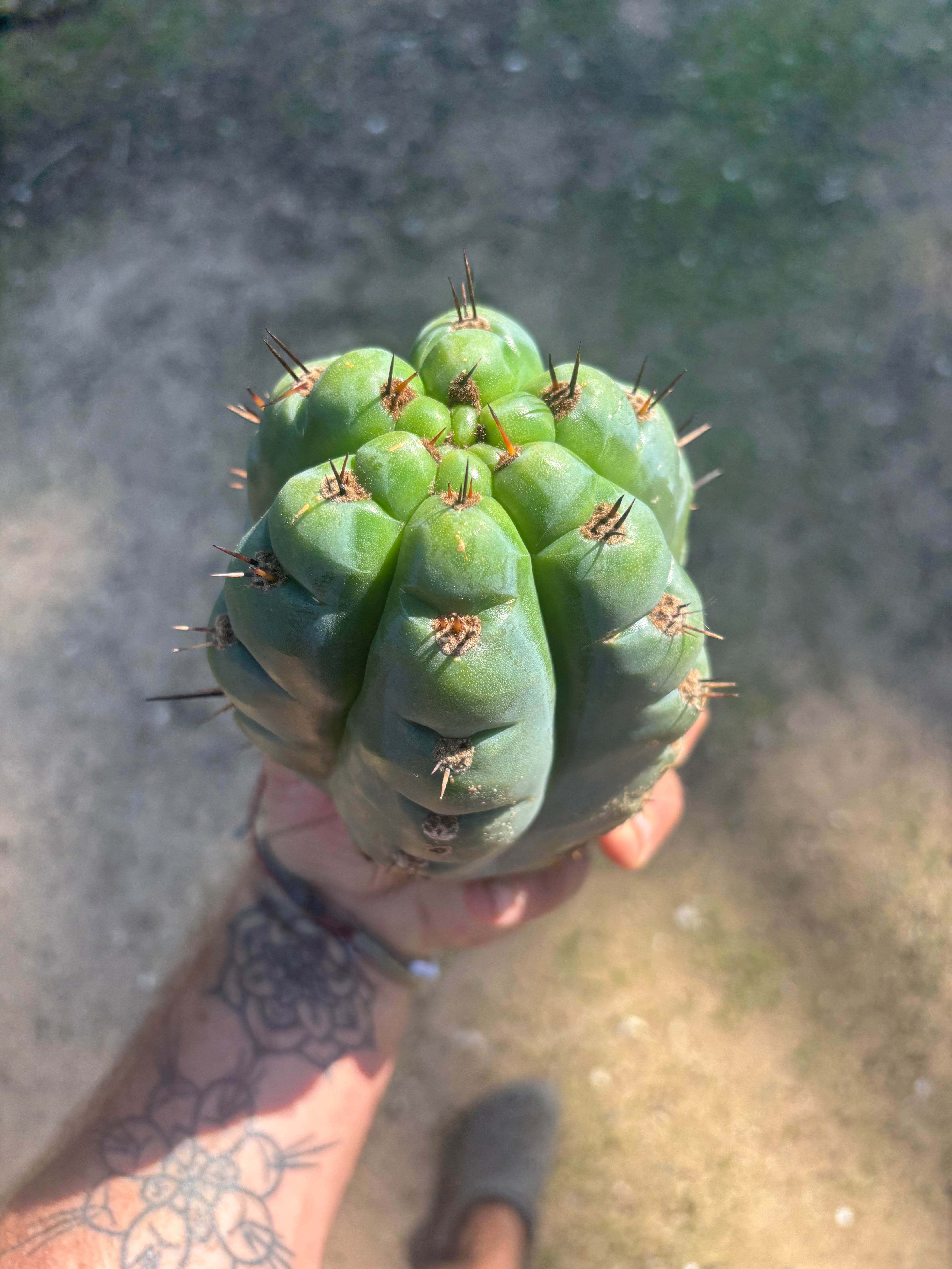 💎👑💎 Papa Smurf — Fat 8” Pup