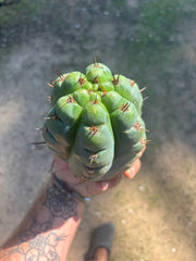 💎👑💎 Papa Smurf — Fat 8” Pup