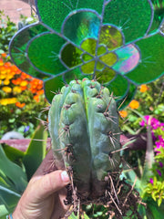 💎👑💎 Papa Smurf — Fat Rooted 8” Notch Bomb