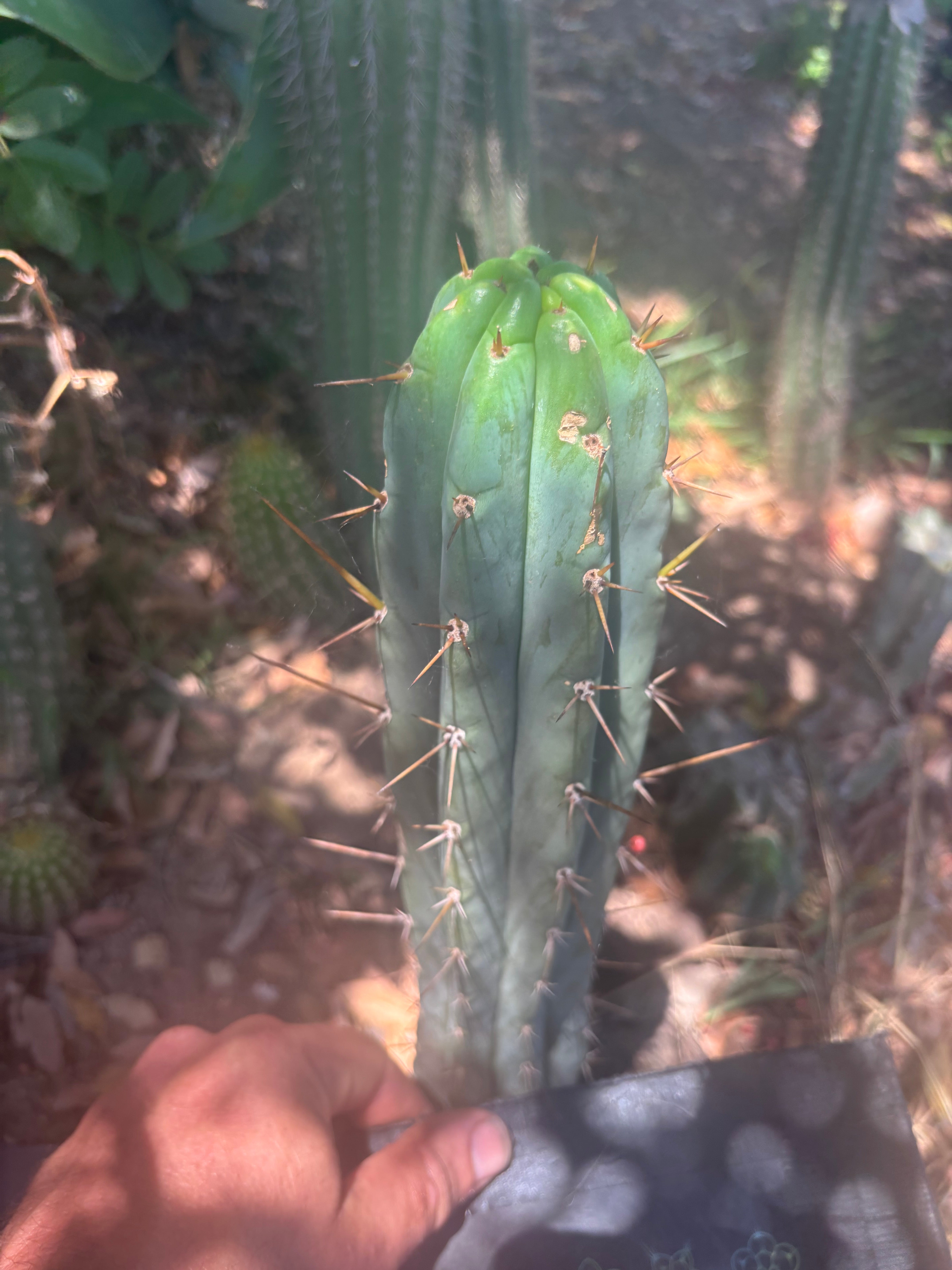 👑🌶️🌶️ Pala — 9” Tip Again