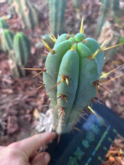 👑🌶️🌶️ Pala! — 8” Pup