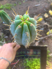 👑💎 Argentinensis — Chunky 9” Tip