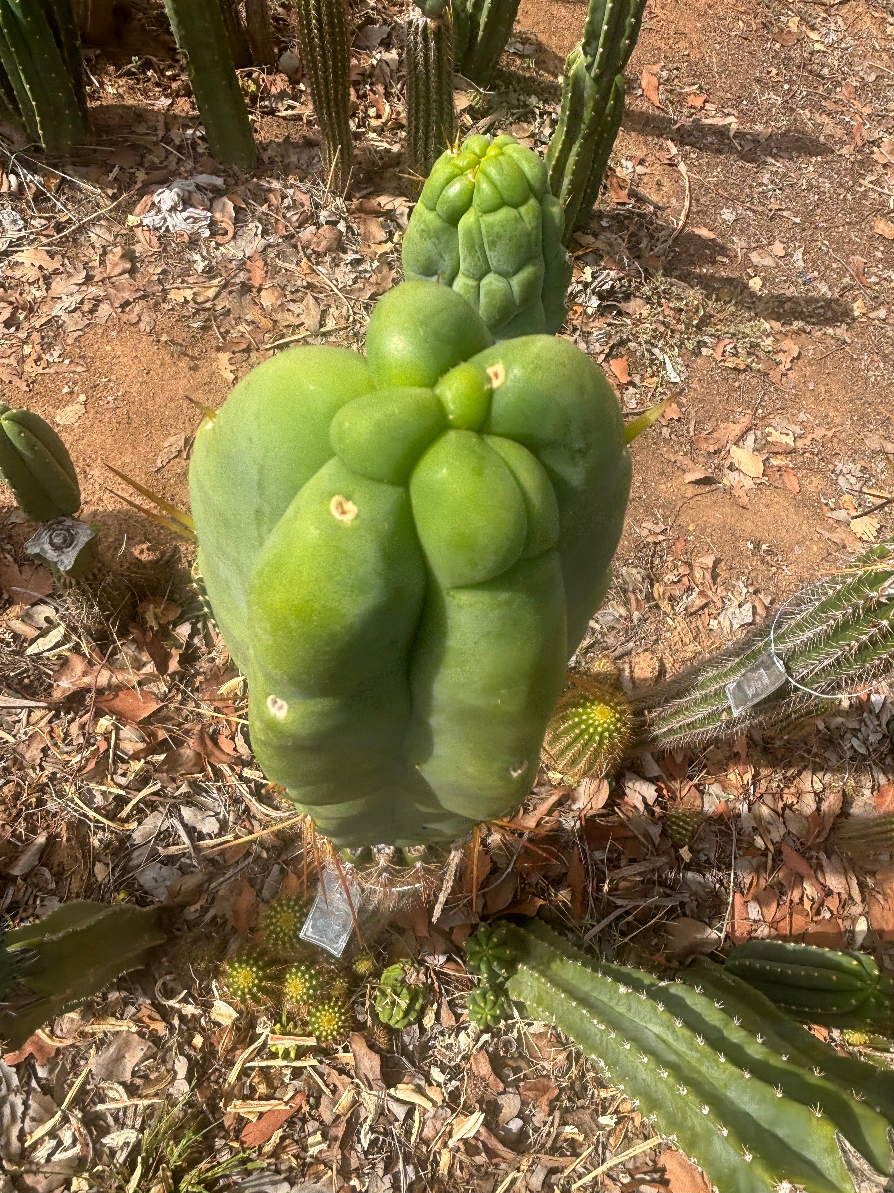 👑💎🌶️ Caballero — Fat 8” Tip