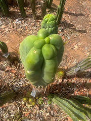 👑💎🌶️ Caballero — Fat 8” Tip