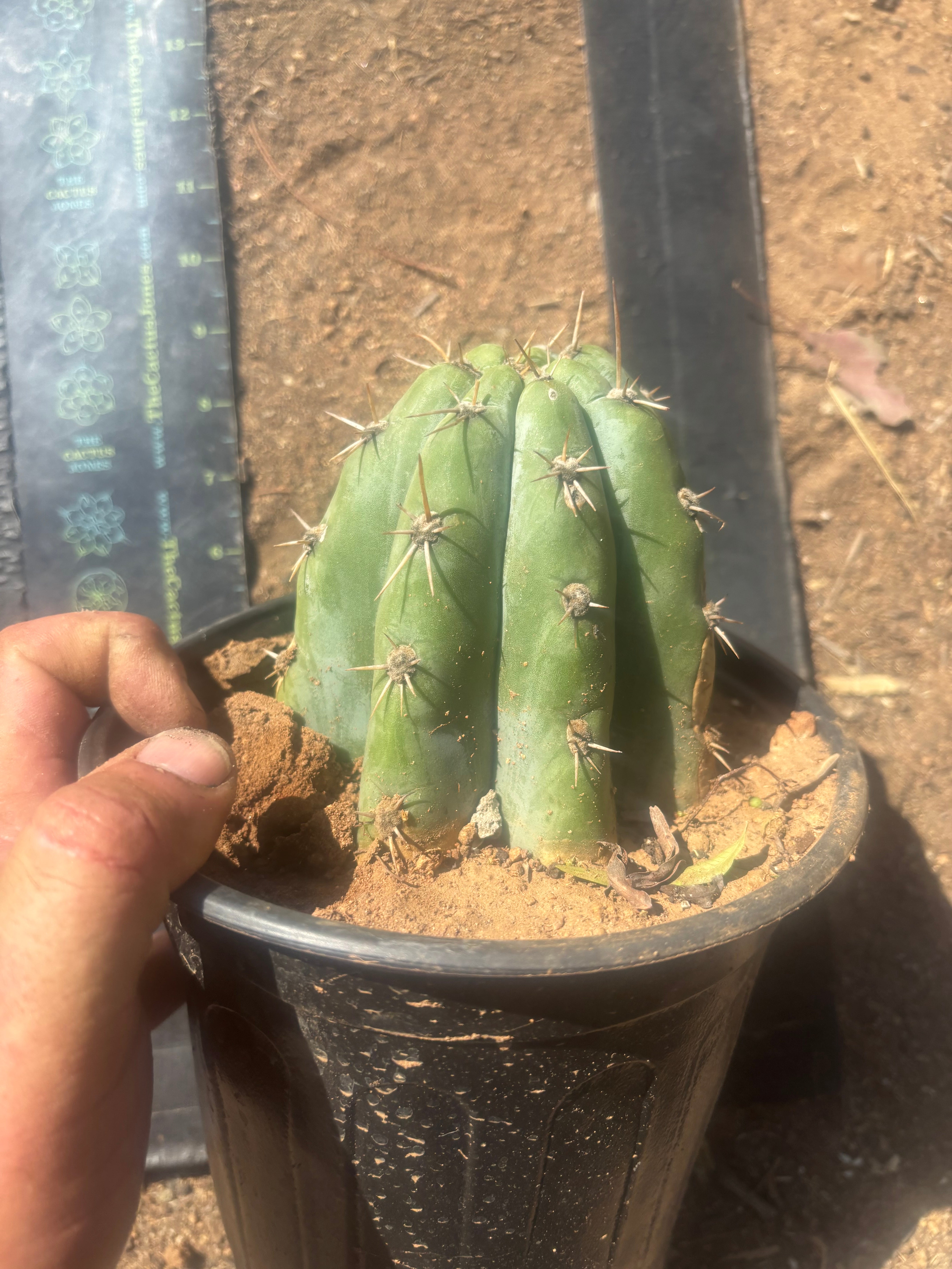 👑 TSSBP — Rooted Tip