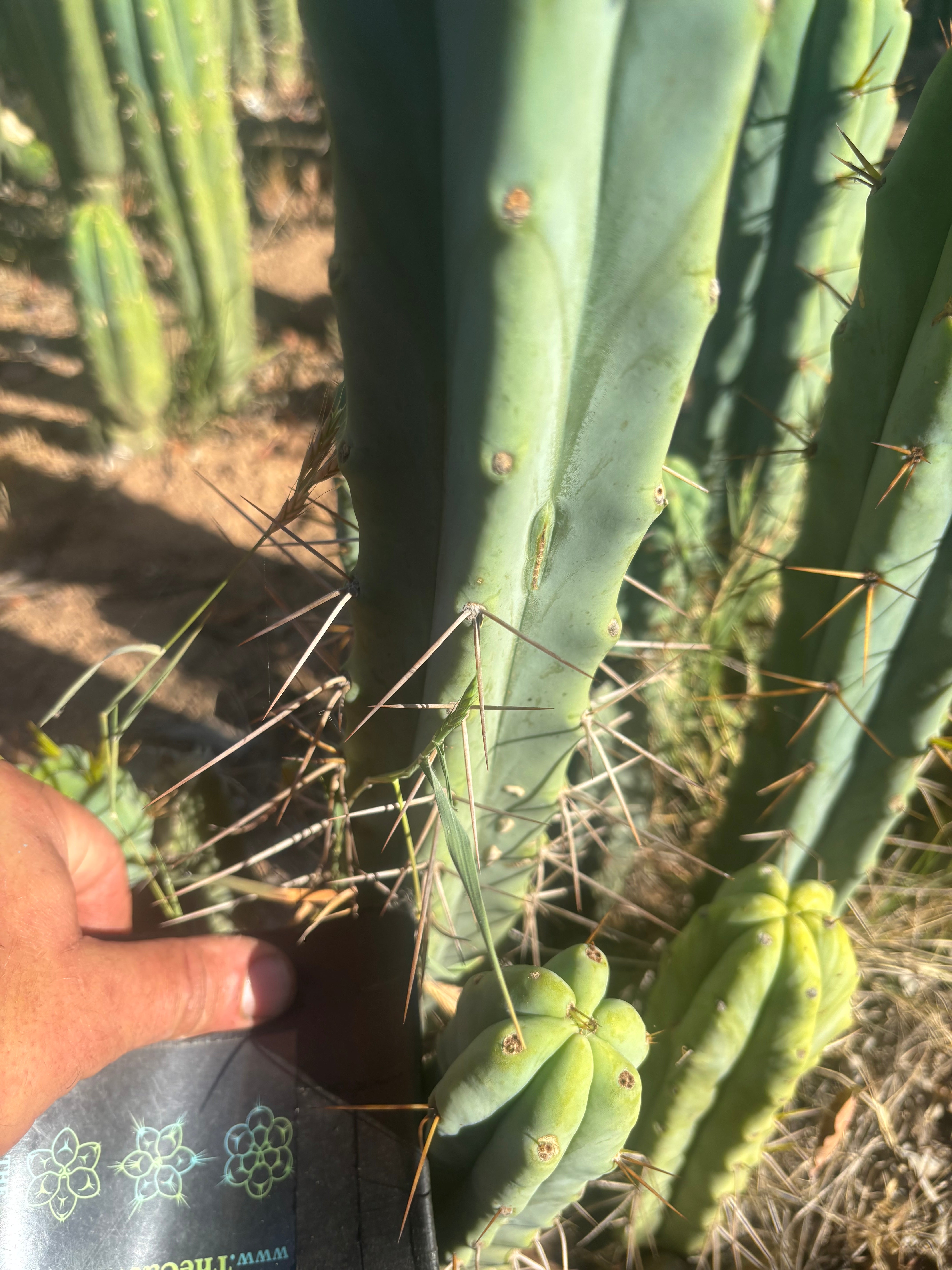 👑🌶️ Medicine Man — 14” Tip