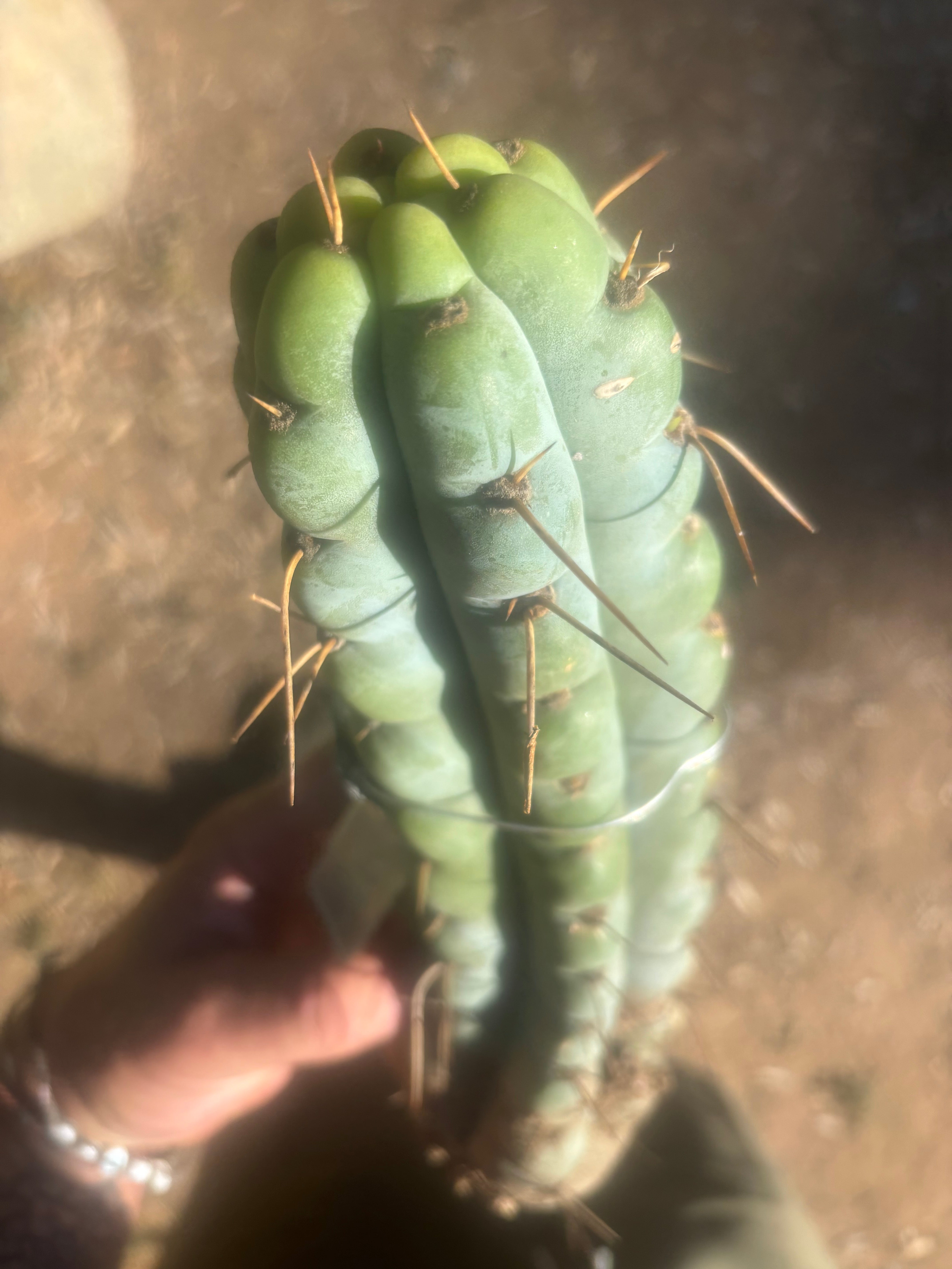 💎🌶️🌶️ NOM —  12” Notch Bomb