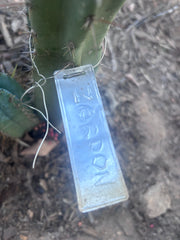 💎👑💎 Zordon  — 8” Pup