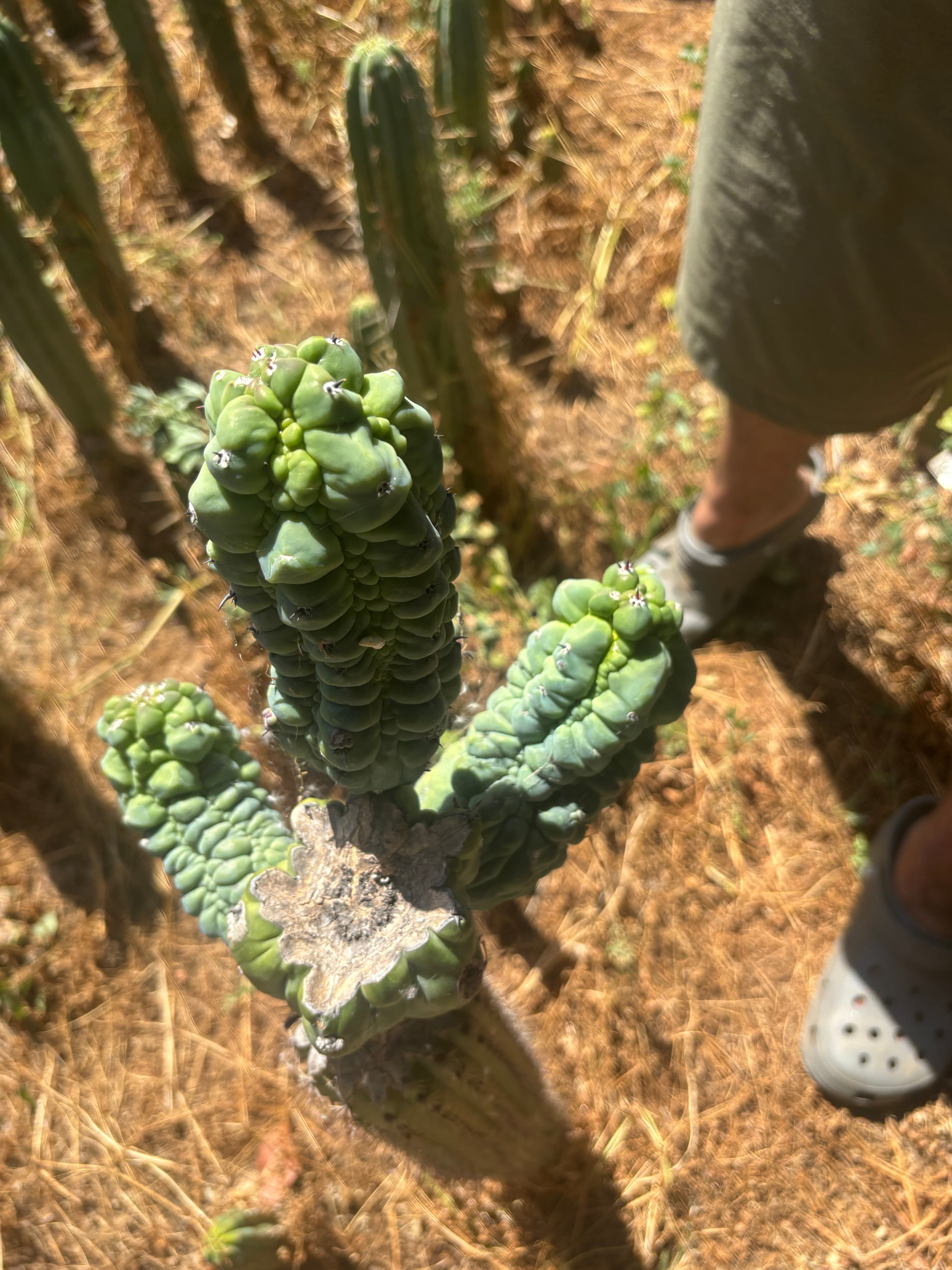 💎👑💎 Glorp —  XXL Crazy Tri Pup Graft