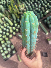 💎👑💎🌶️  Ashdod — 12” Pup