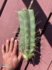 👑🌶️🌶️ Eileen — Thick 10” Mid