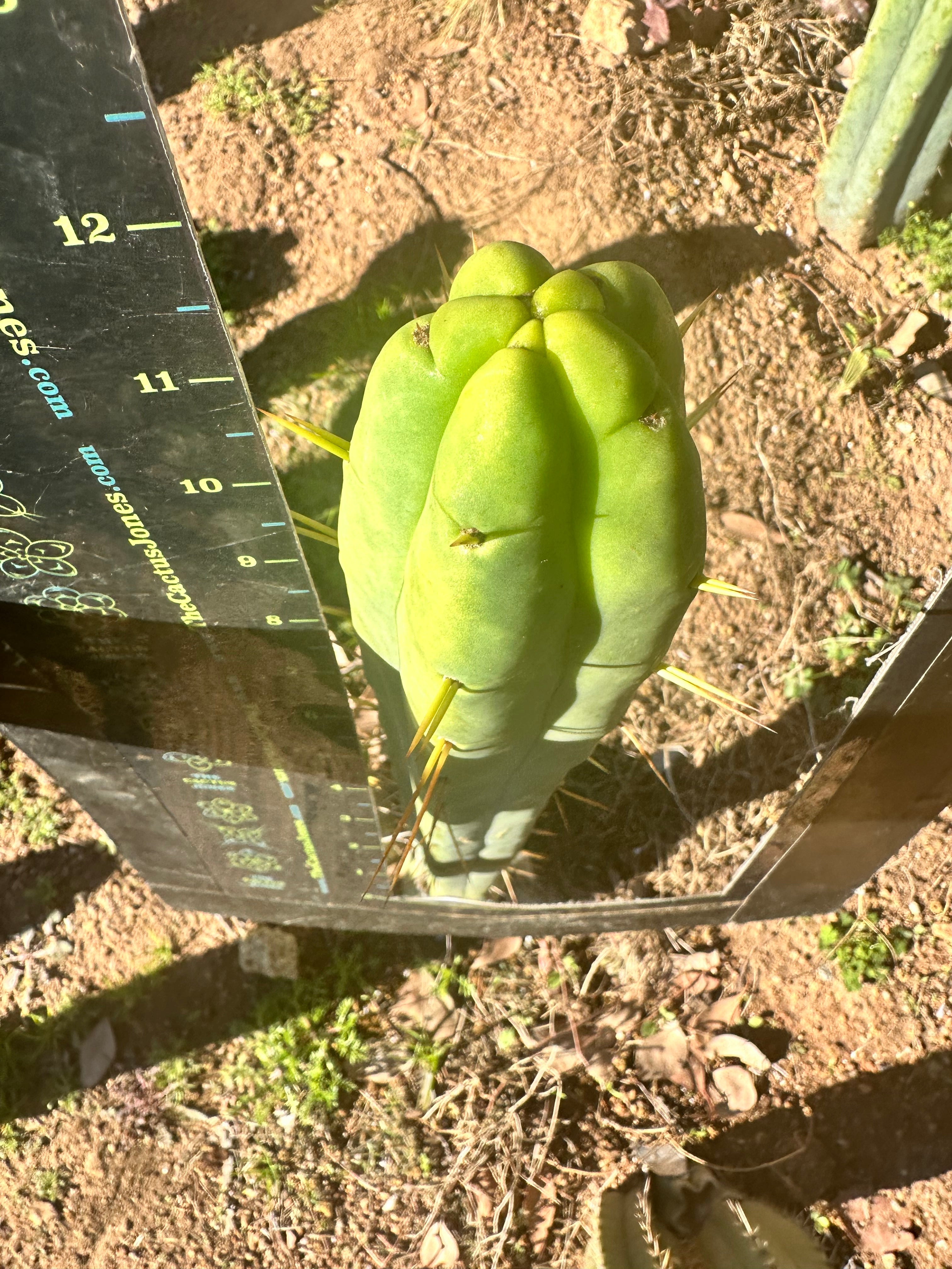 👑🌶️ More Jiimz Twin Spine  — 12” Tips