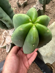 -💎👑💎  Ferah! — Chunky 7” Tip
