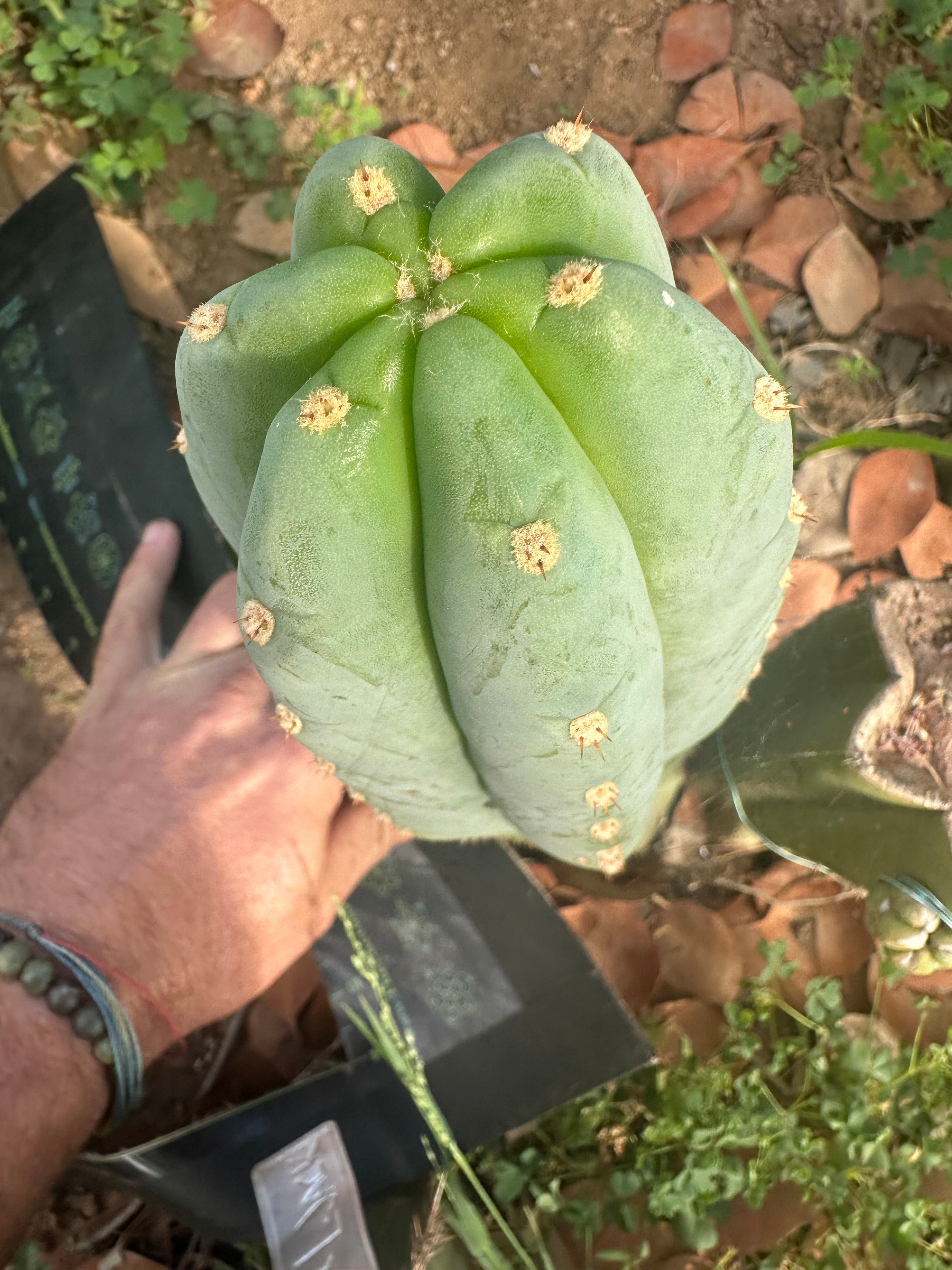 👑🌶️ Tom Juuls Giant — 10” Tip