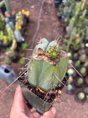 💎👑  Monassa Blue — Pupping Slab Graft on Rooted Hammer