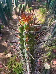 👑 SS04 — 10” Pup