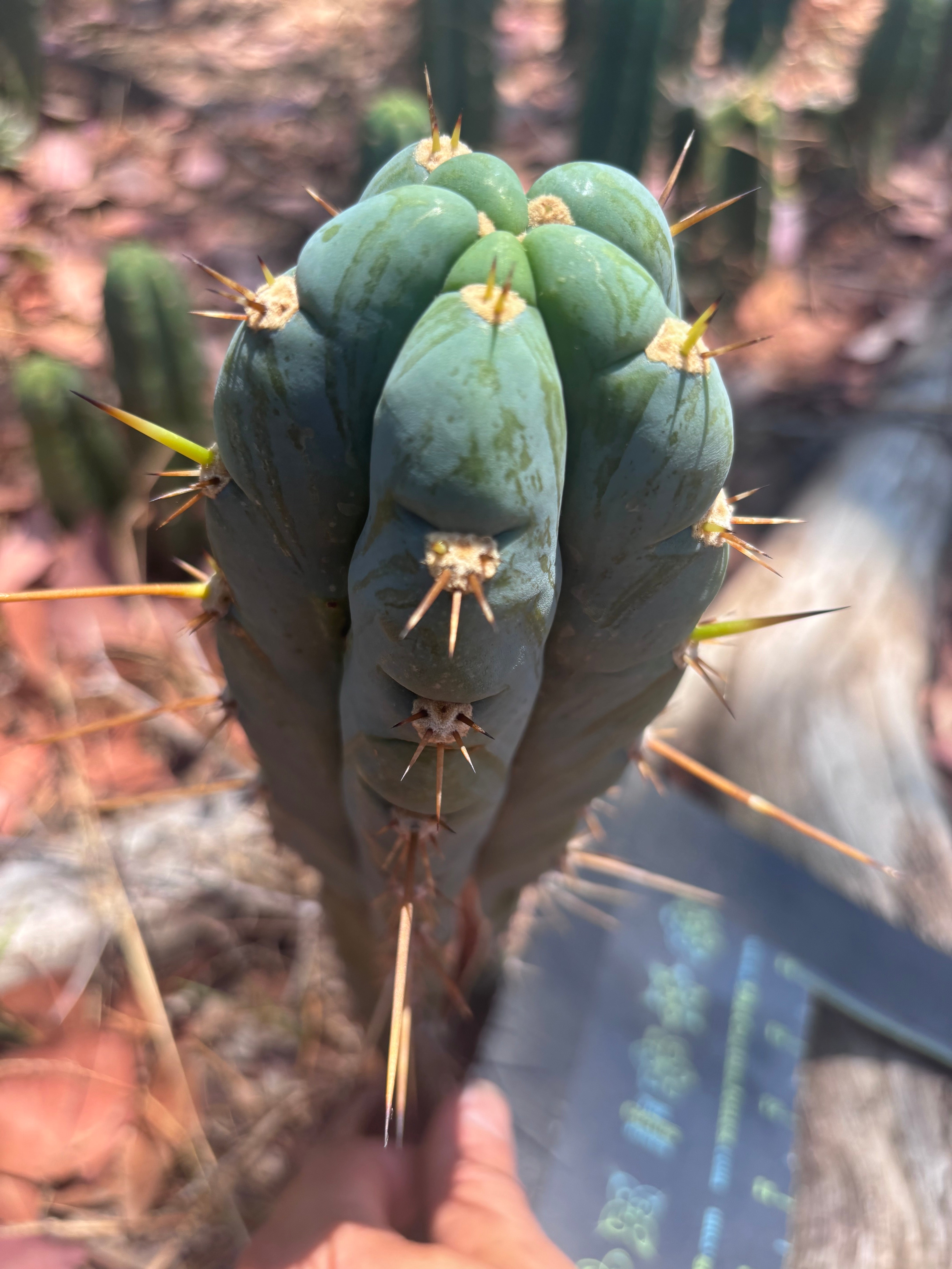 👑 Icaros — Frosty 9” Tip