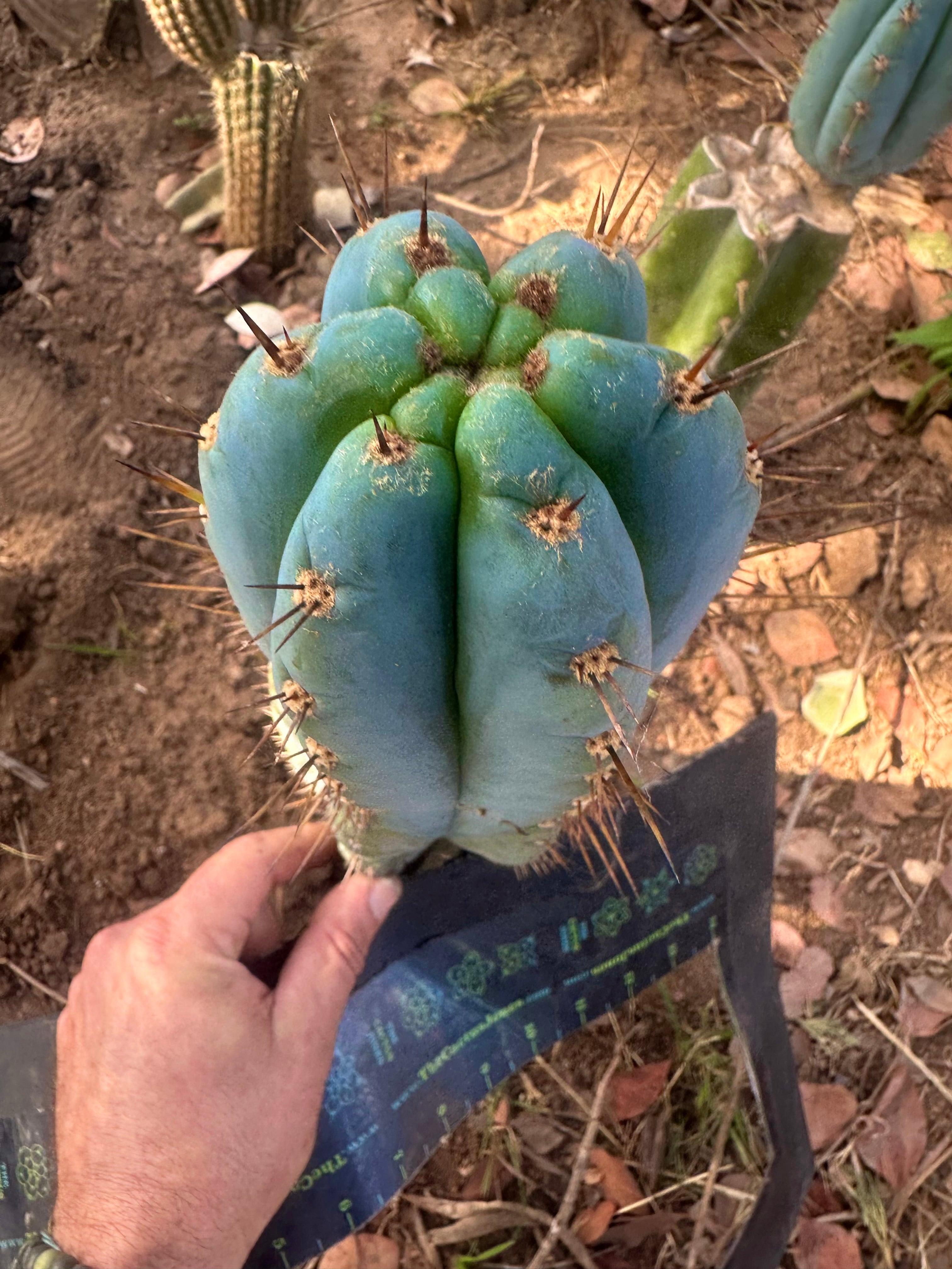 💎👑💎 Papa Smurf — FAT 10” Tip