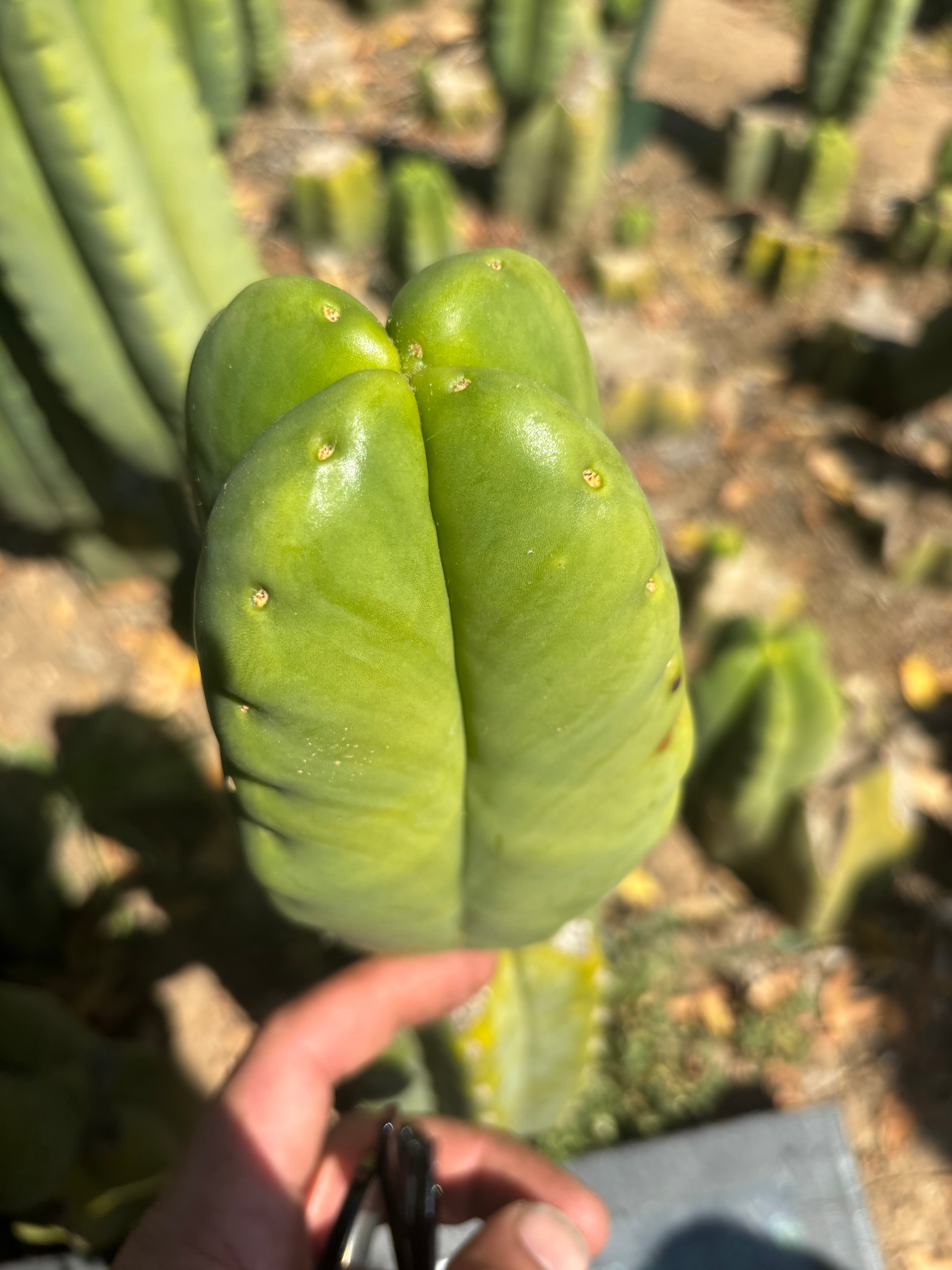 💎👑🌶️ Ferah — Fourwang Chub Muffin