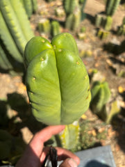 💎👑🌶️ Ferah — Fourwang Chub Muffin