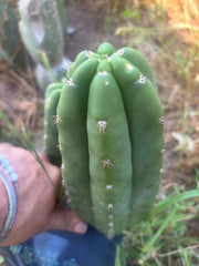 👑🌶️ Bob’s Colossus —  8” Pup
