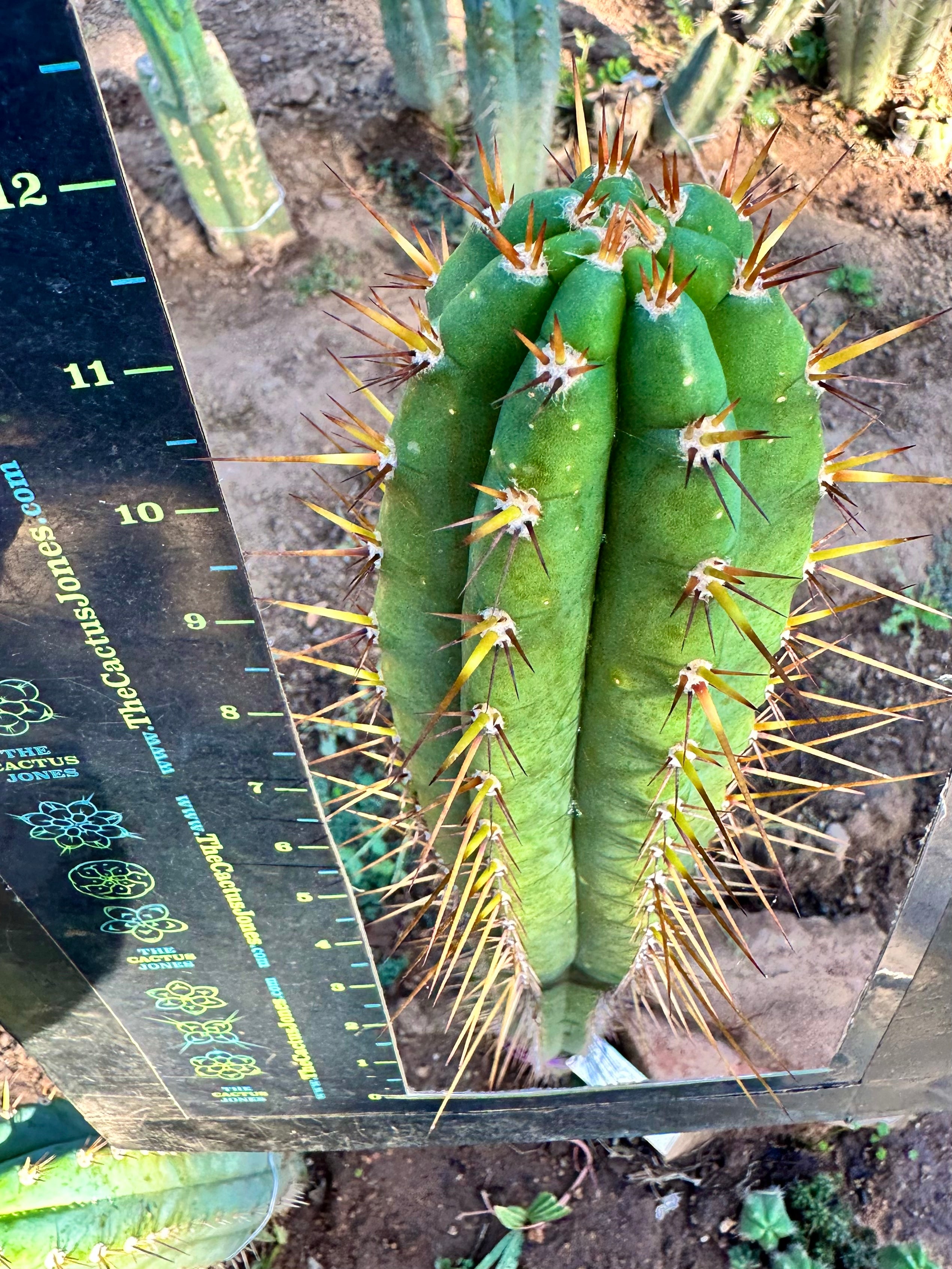 👑 MG Red Spine  — 12” Tip