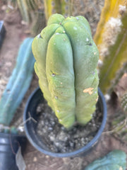 👑🌶️🌶️ Kate’s Bridge — Fat Rooted Tip