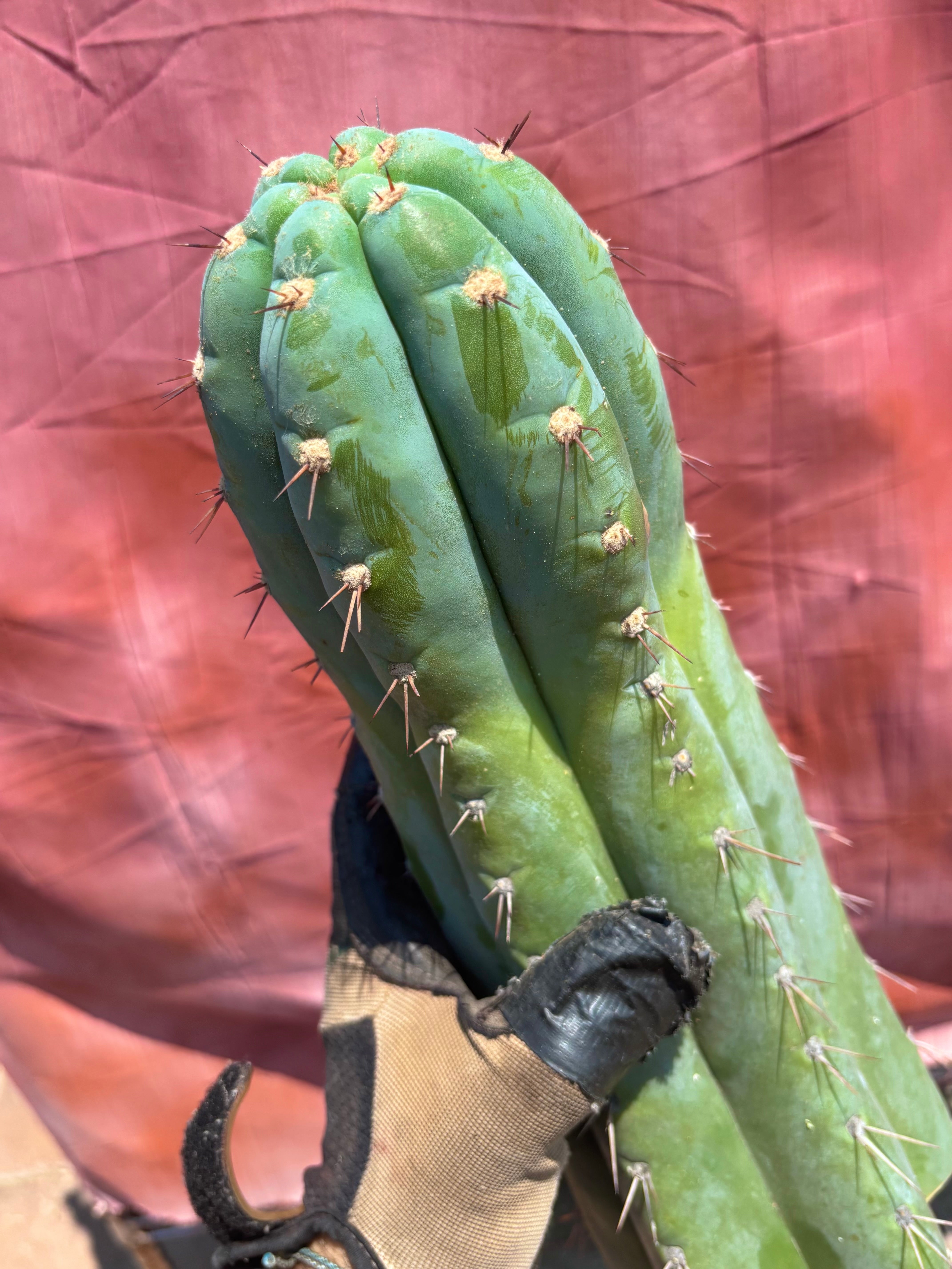 💎👑🌶️ CGG — XL 15” Tip