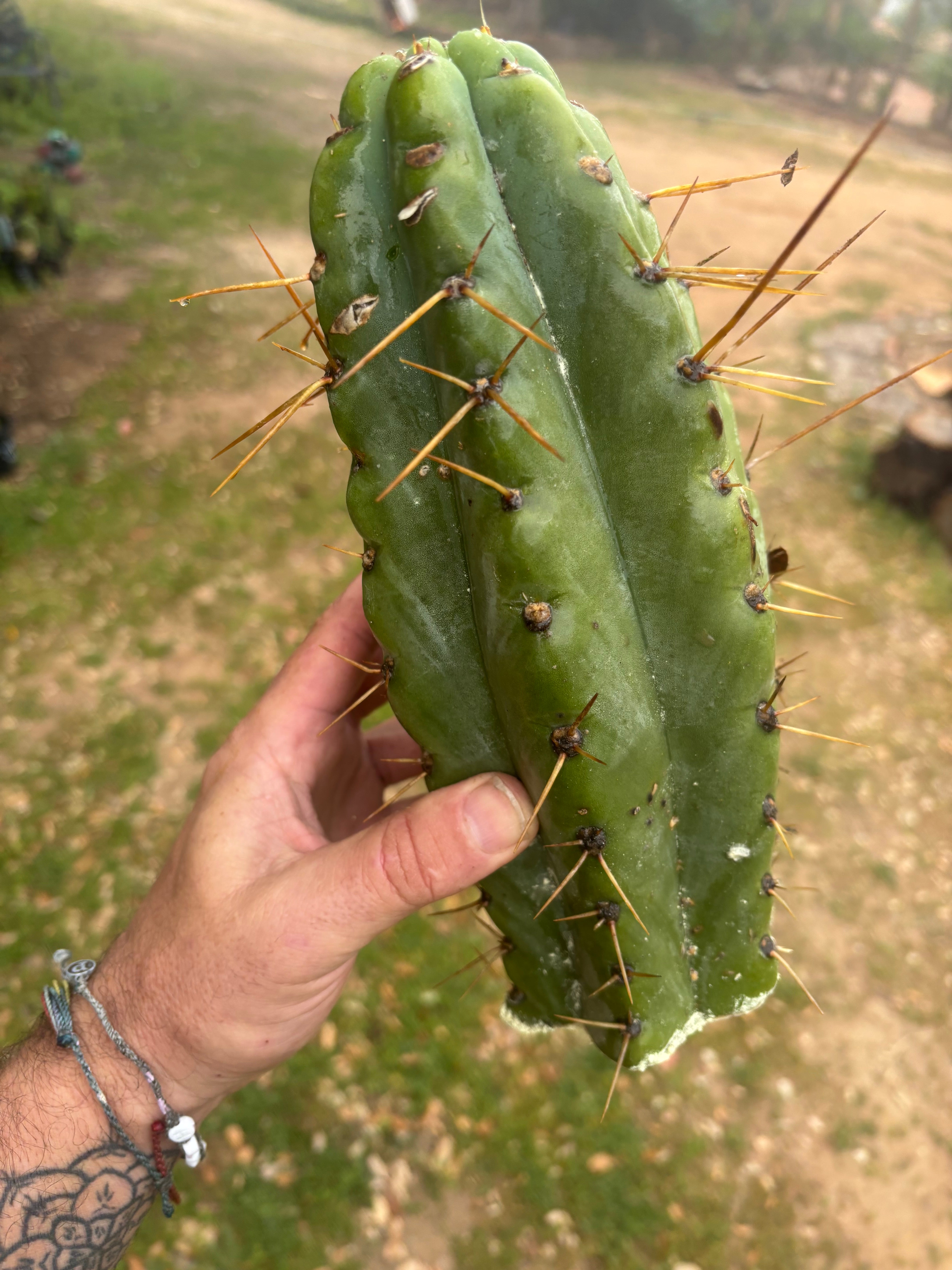 💎🌶️🌶️ NOM — Beefy 12” Tip