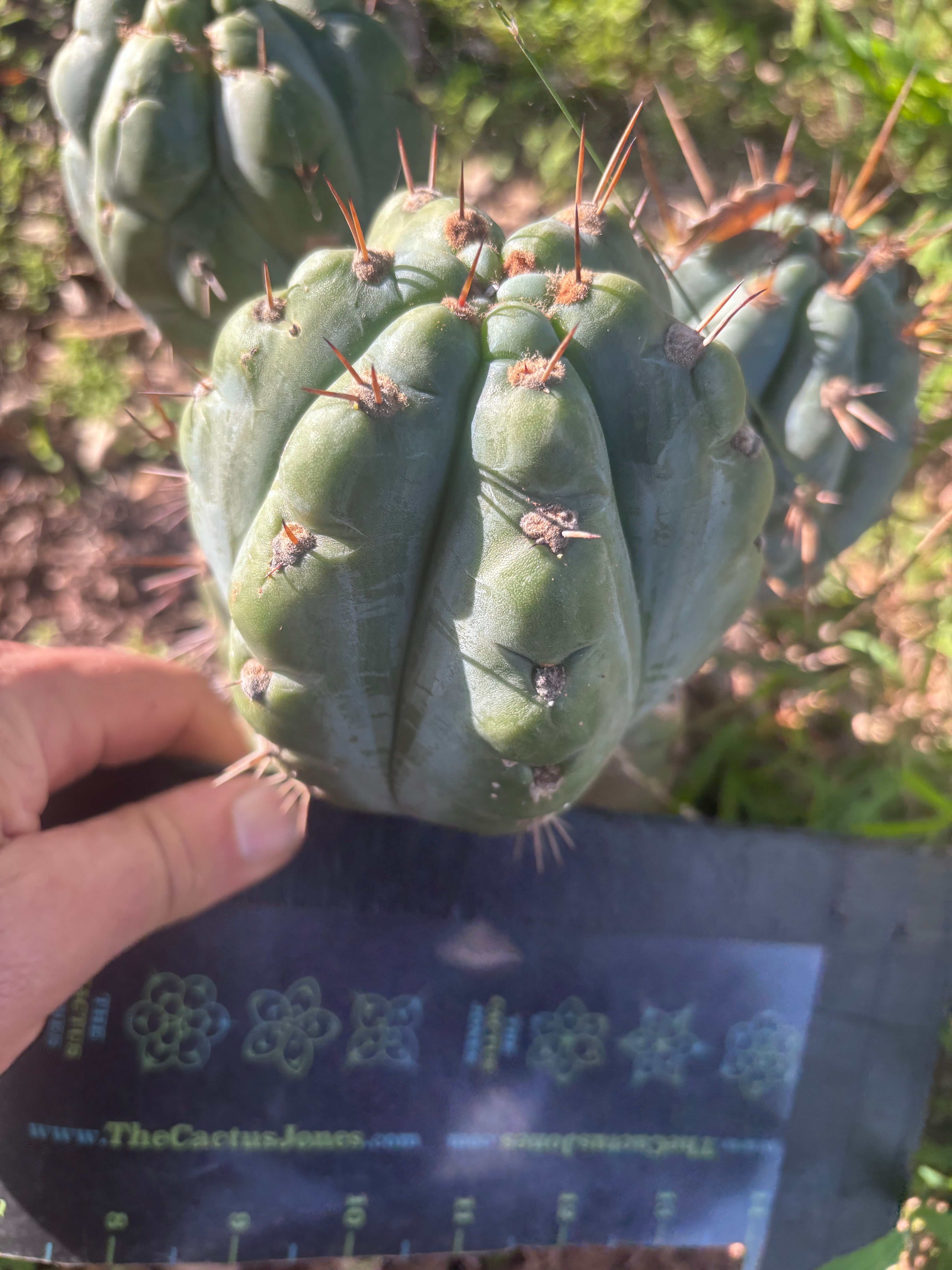 Custom Listing for Eric C