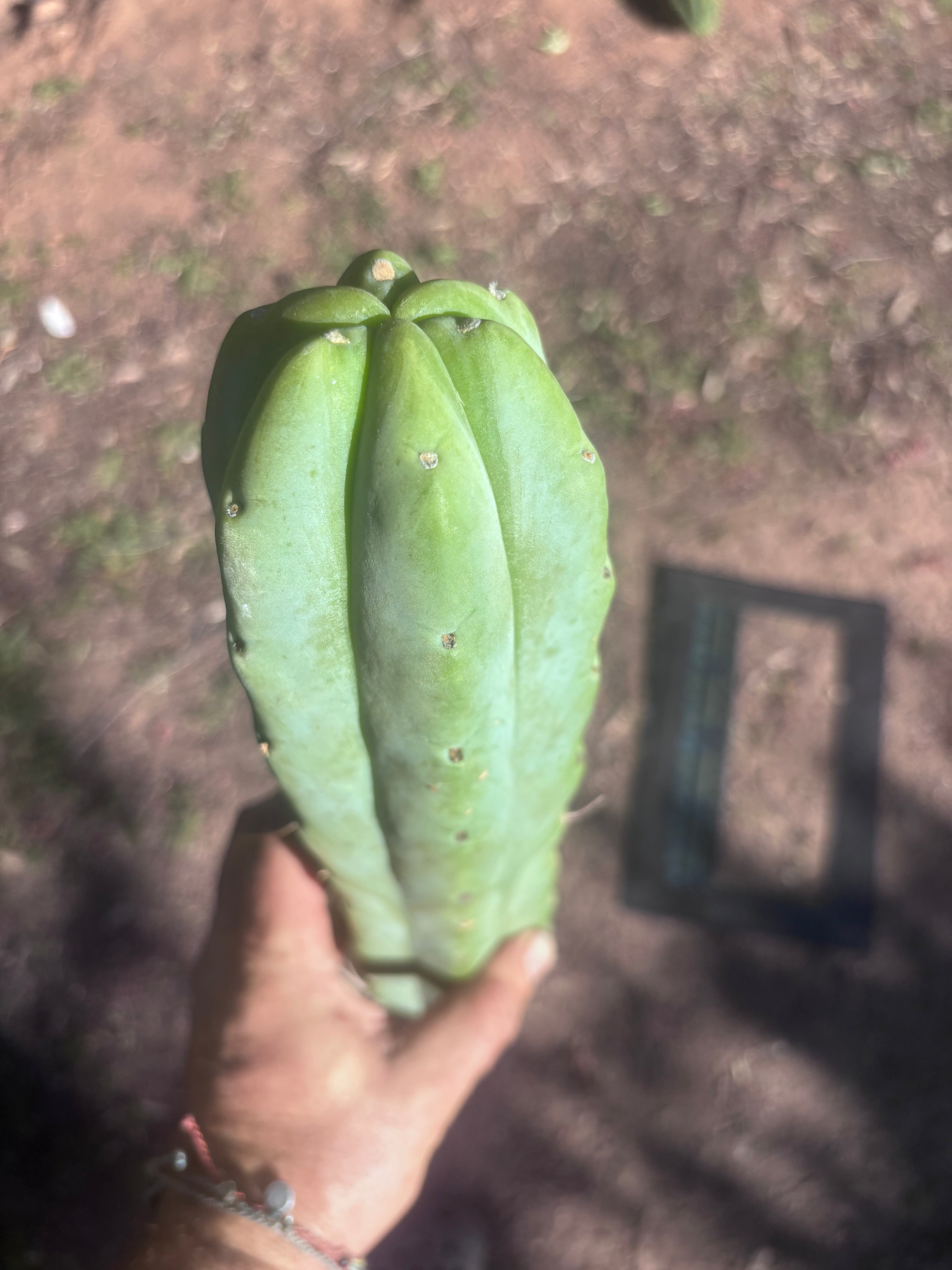 👑🌶️🌶️  Jiimz Twin Spine — XL 14” Tips