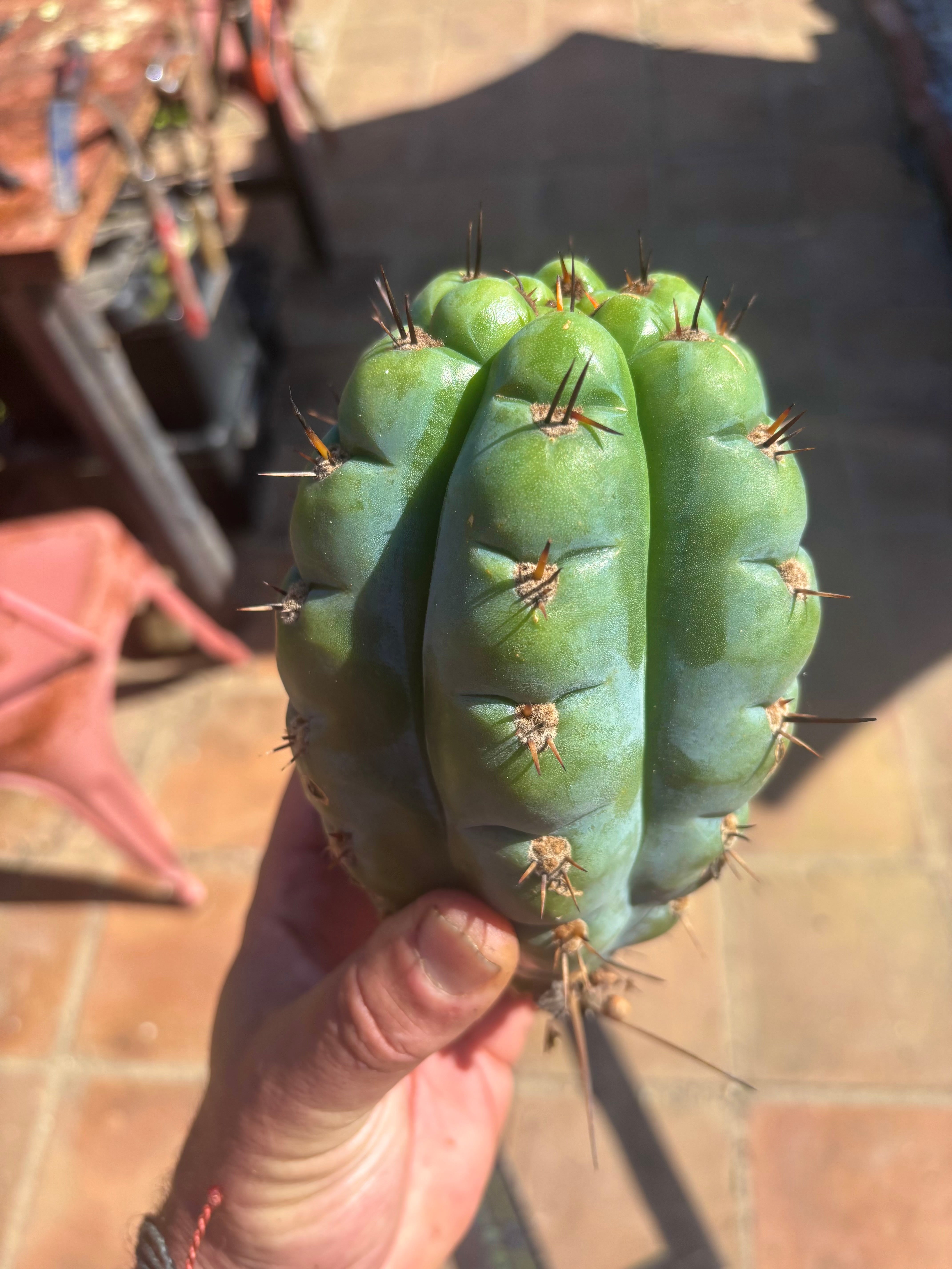 💎👑💎 Papa Smurf — Fat 8” Pup