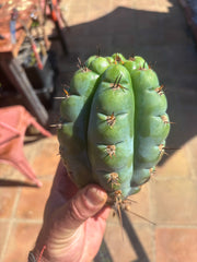 💎👑💎 Papa Smurf — Fat 8” Pup