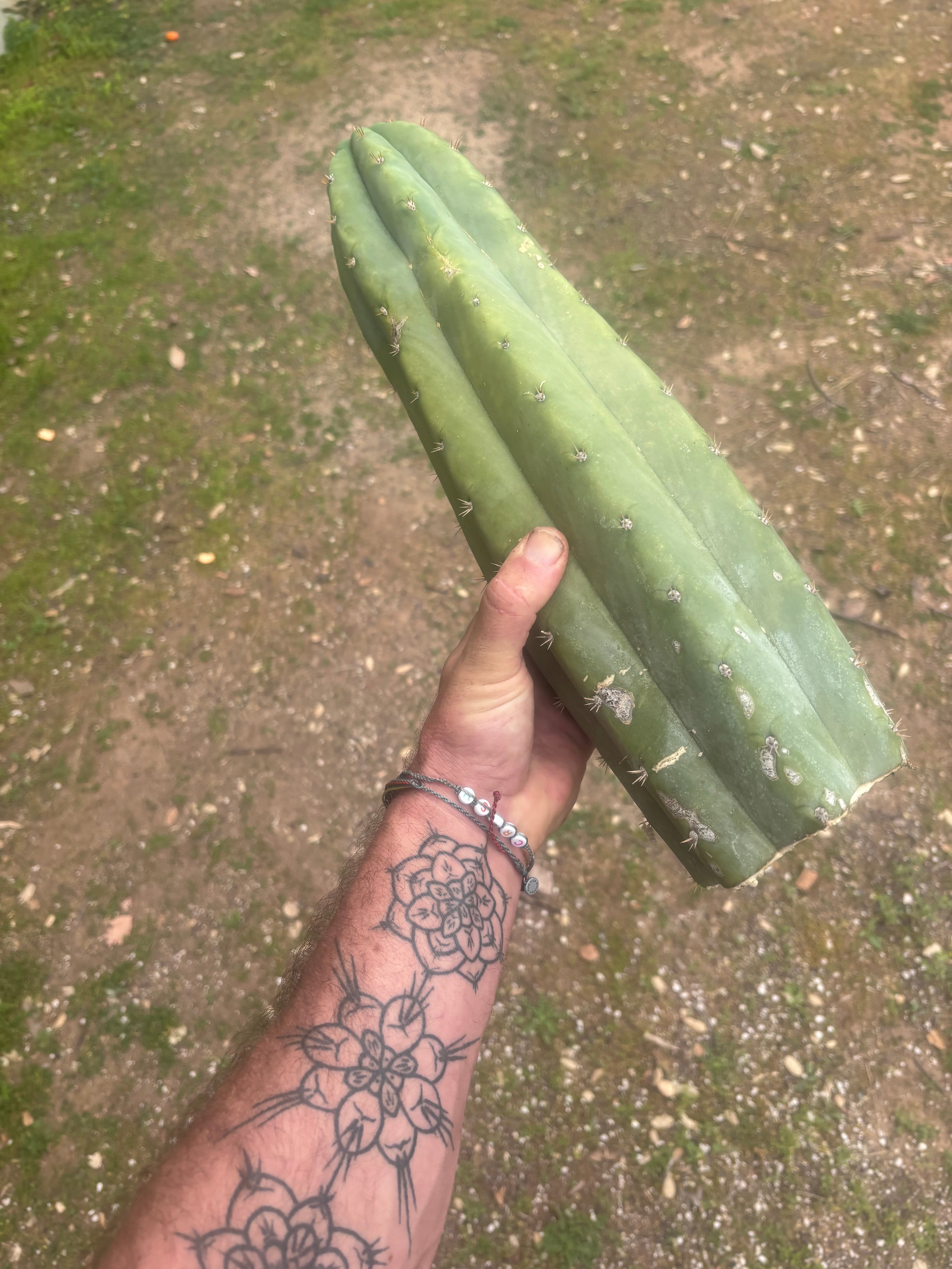 💎🌶️ JJOP — Massive 16” Magnum Tip
