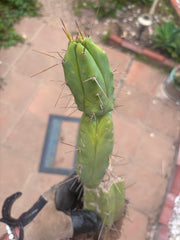 👑🌶️🌶️ Dulzura — Rooted 14”
