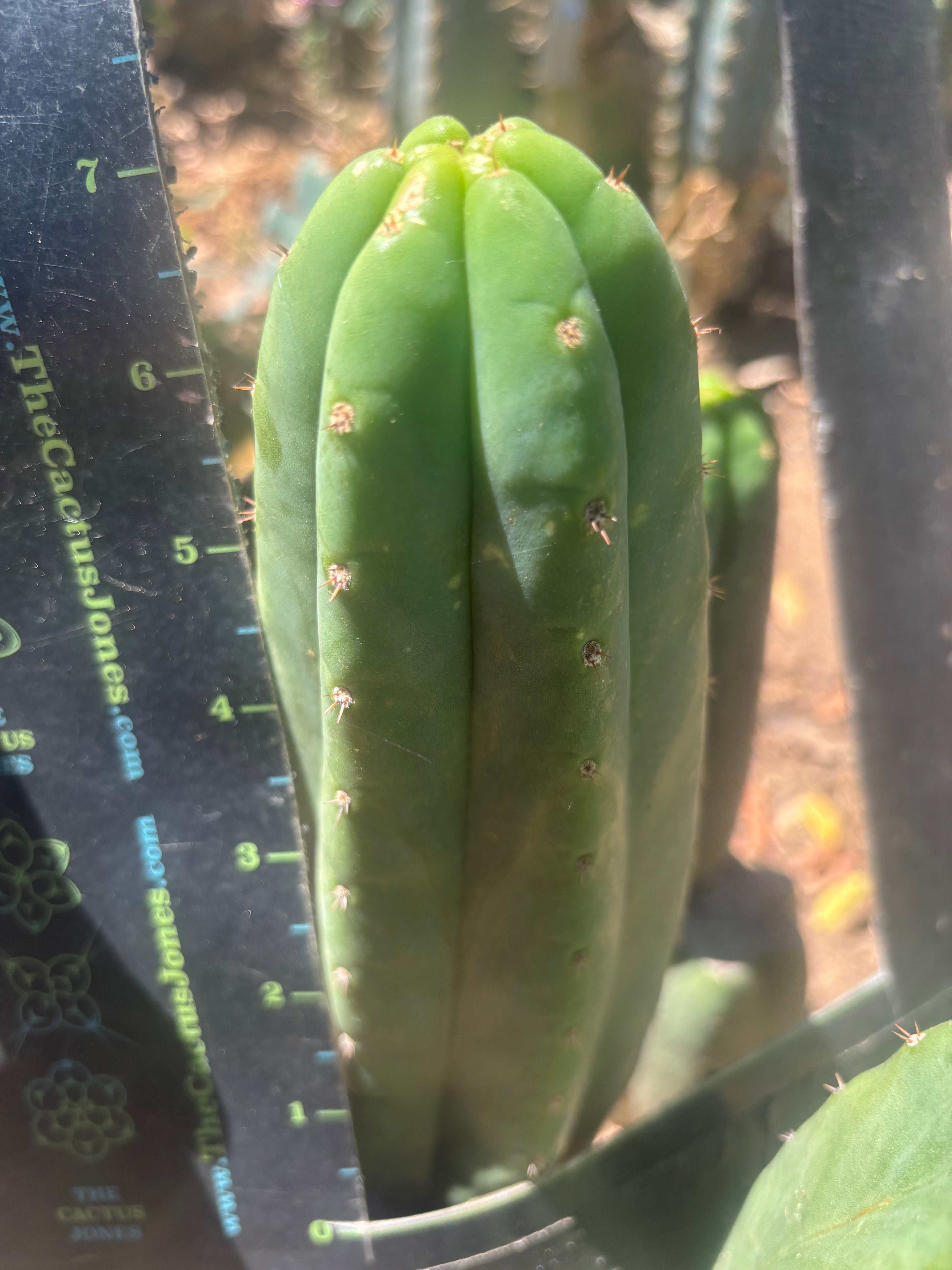 💎👑🌶️ LMP — 7” Tip