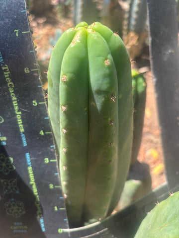 💎👑🌶️ LMP — 7” Tip