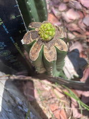 👑💎 Hulk’s Balls Graft