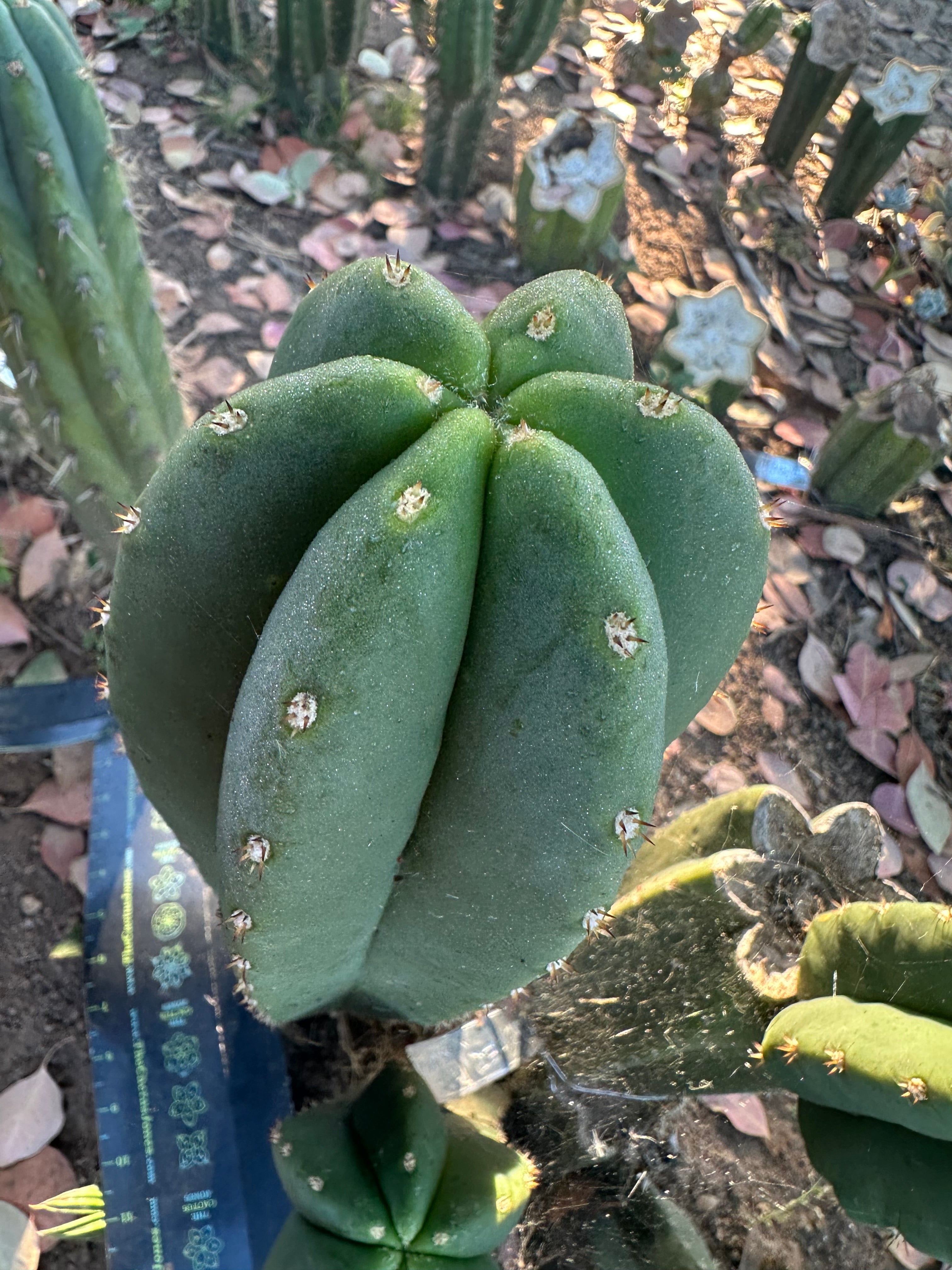 Super Pedro x Scop A  — Chonky 10” Tips