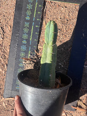 👑🌶️🌶️ Jiimz Twin Spine — Rooted 10” Tip