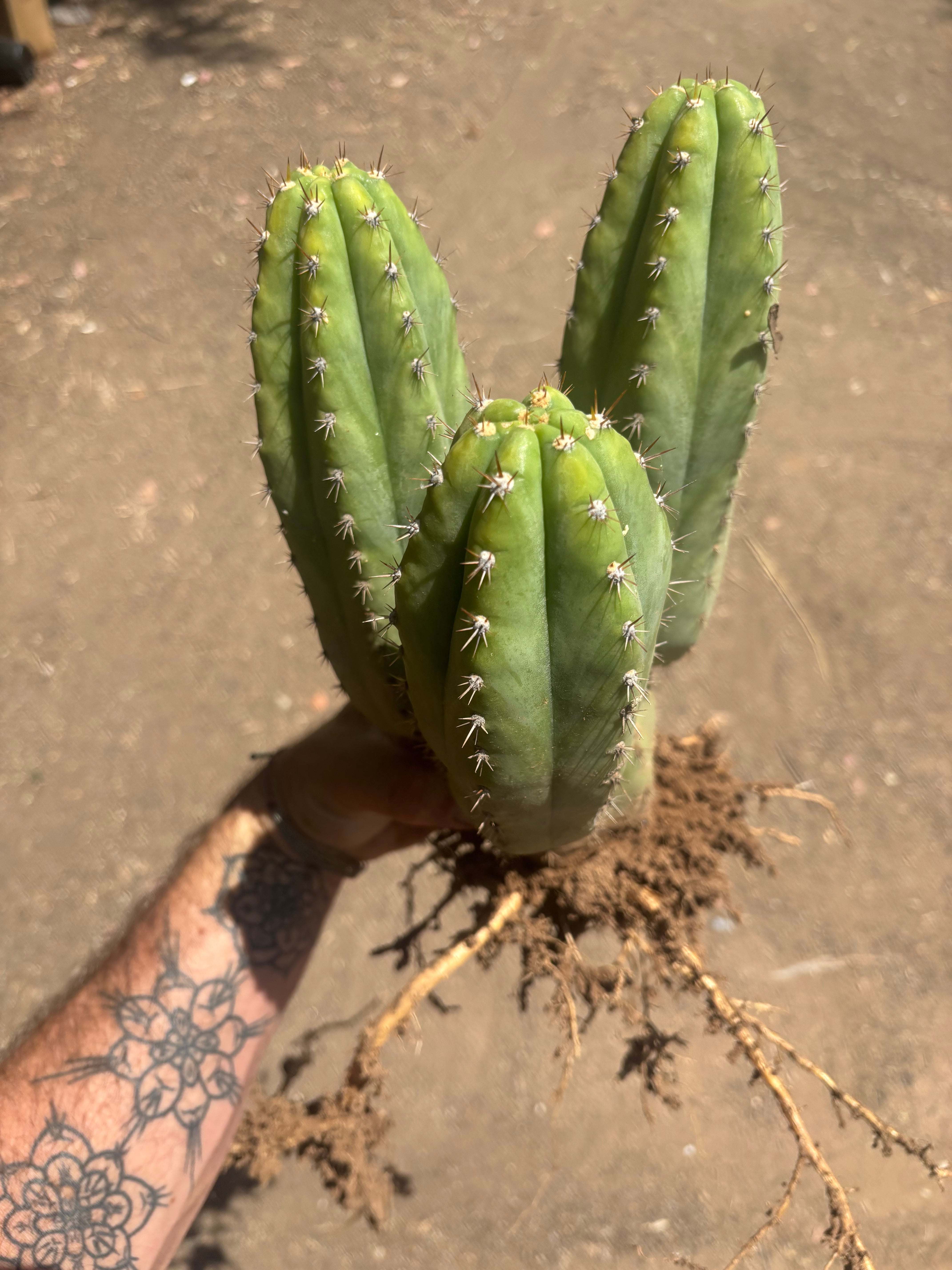 👑🌶️ Shine01 — Triple Pupped Mid with Crazy Roots