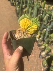 💎🔰💎 TPMCV — Color Split Crest w/ Roots
