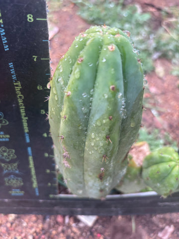 💎👑 JN07 “El Negro” — 8” Pup