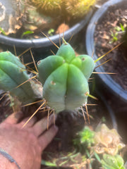👑🌶️ Foolsbreath — 9” Pup