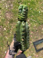 💎🌶️🌶️ NOM — Beefy 13” Stacker Pup