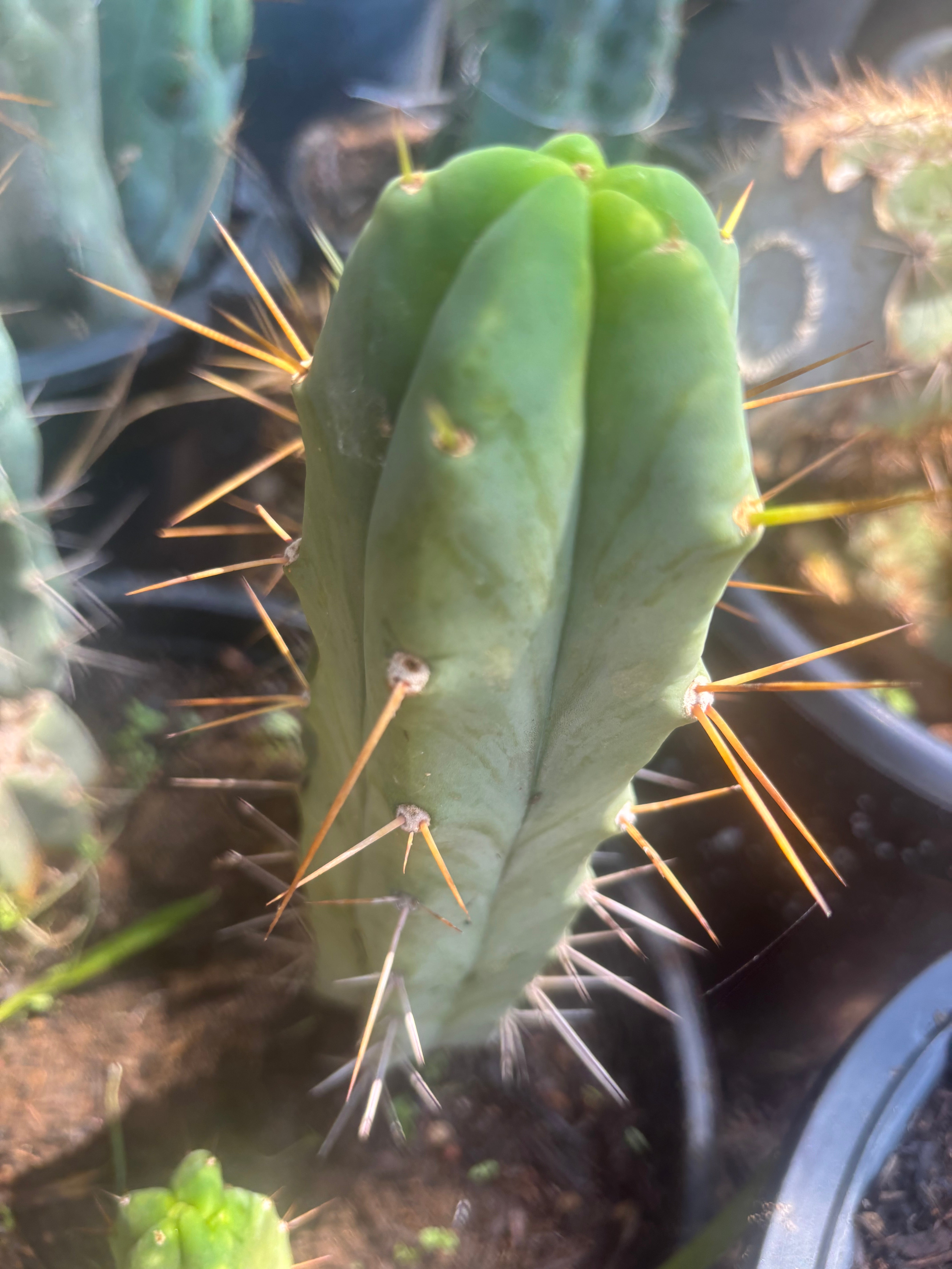 👑🌶️ Foolsbreath — 9” Pup